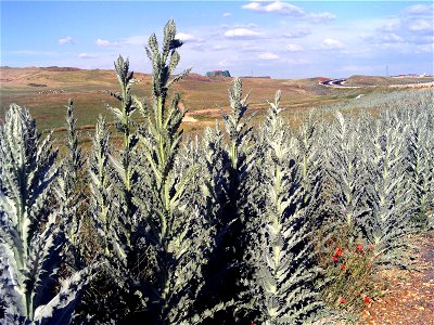 Onopordum nervosum Habitus, Campo de Calatrava, Spain