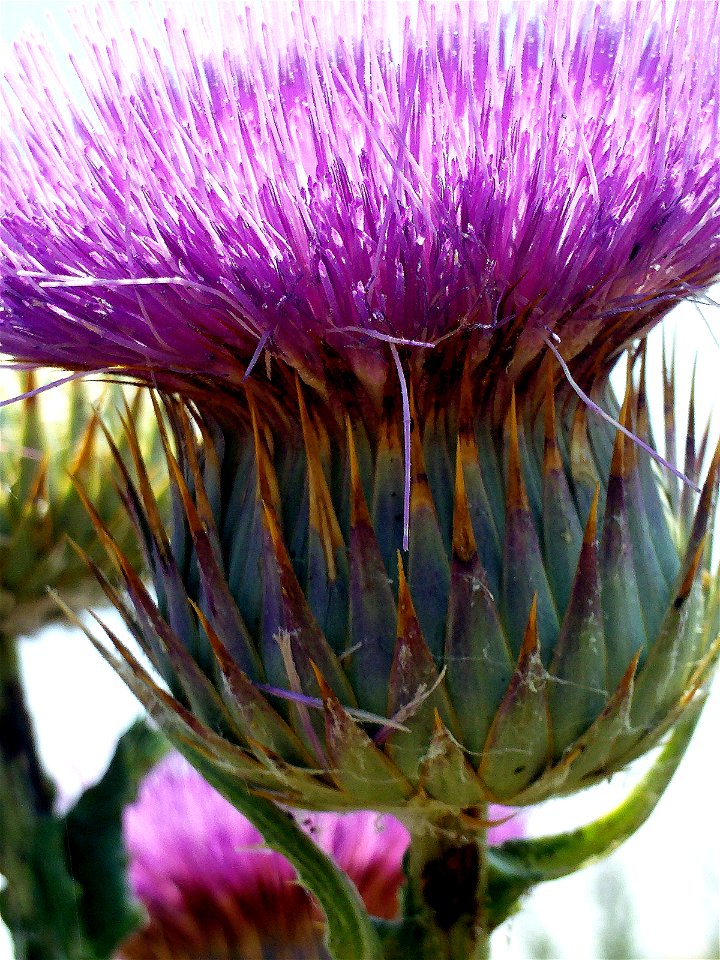 Onopordum nervosum inflorescence, Campo de Calatrava, Spain
