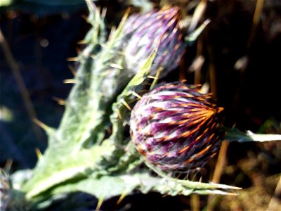 Onopordum nervosum inflorescence heads, Campo de Calatrava, Spain