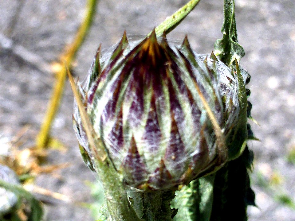 Onopordum nervosum inflorescence head, Campo de Calatrava, Spain