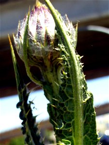 Onopordum nervosum inmature inflorescence, Campo de Calatrava, Spain