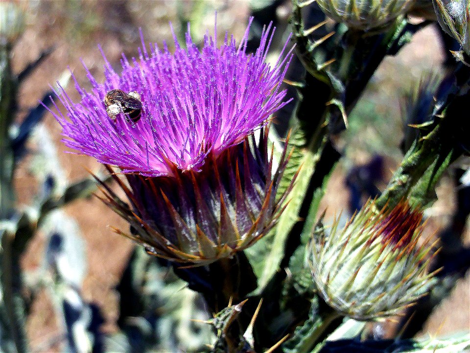 Onopordum nervosum inflorescence, Campo de Calatrava, Spain