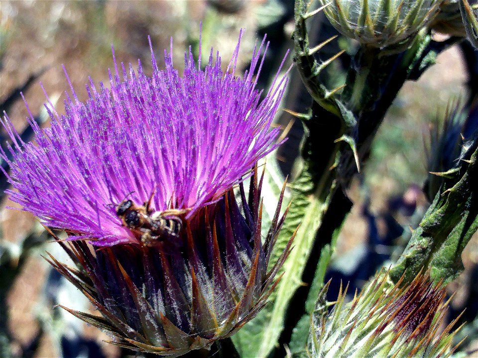 Onopordum nervosum inflorescence, Campo de Calatrava, Spain