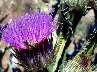 Onopordum nervosum inflorescence, Campo de Calatrava, Spain