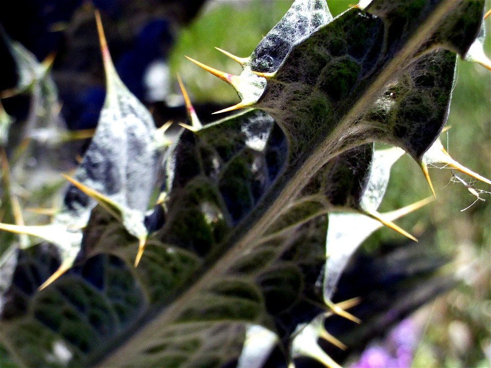 Onopordum nervosum leaves, Campo de Calatrava, Spain