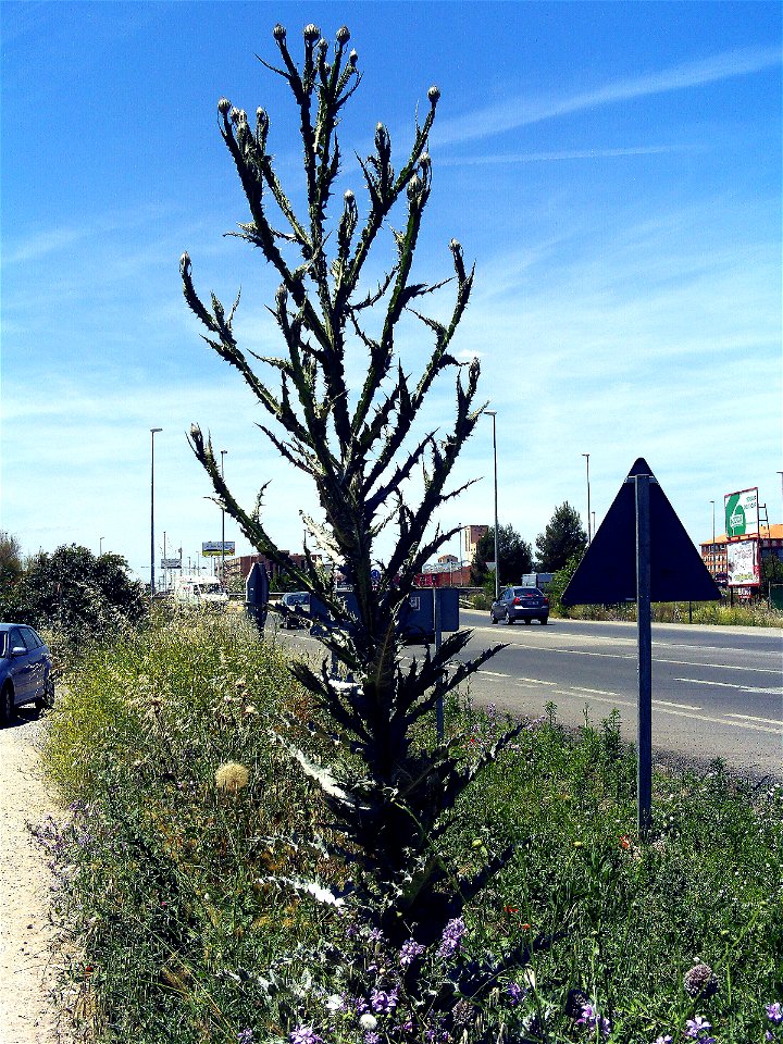 Onopordum nervosum plant, Campo de Calatrava, Spain