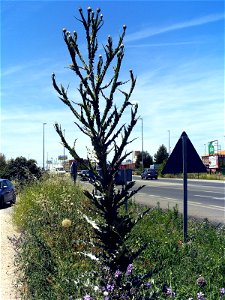 Onopordum nervosum plant, Campo de Calatrava, Spain