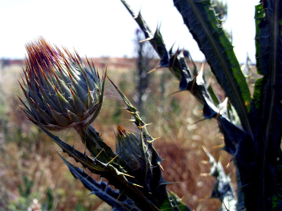Onopordum nervosum inmature inflorescence, stem and leaves Campo de Calatrava, Spain