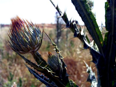 Onopordum nervosum inmature inflorescence, stem and leaves Campo de Calatrava, Spain