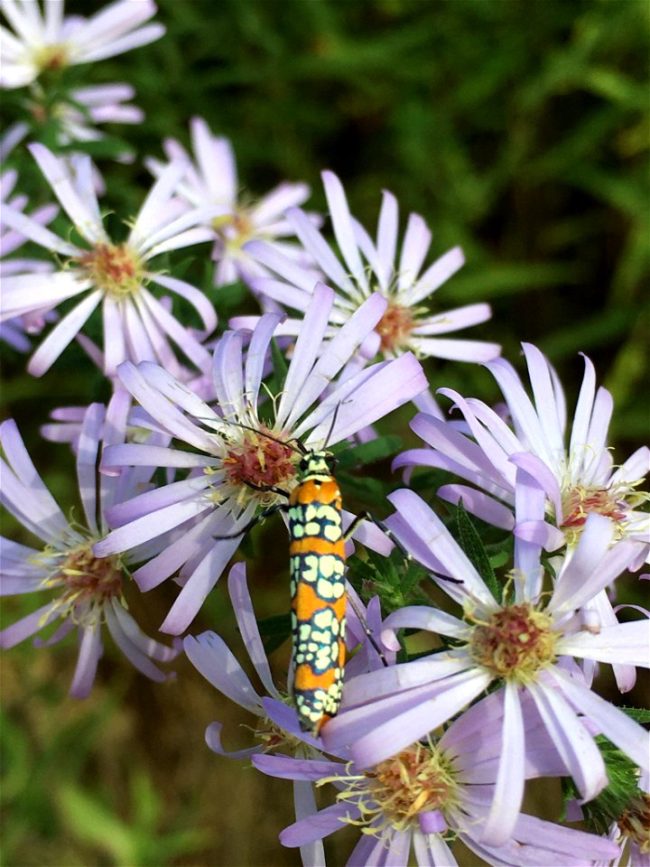 Elliott's aster (Symphyotrichum elliottii)