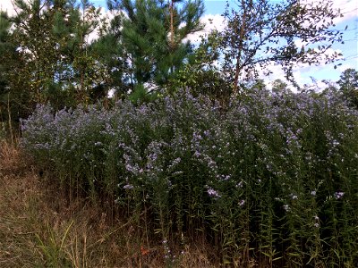 Elliott's aster (Symphyotrichum elliottii)