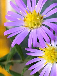 Elliott's aster (Symphyotrichum elliottii) photo