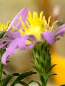 Elliott's aster (Symphyotrichum elliottii) photo