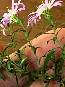 Elliott's aster (Symphyotrichum elliottii)