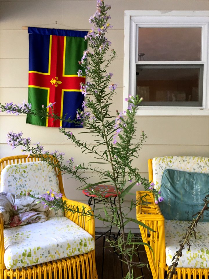 Elliott's aster (Symphyotrichum elliottii) photo