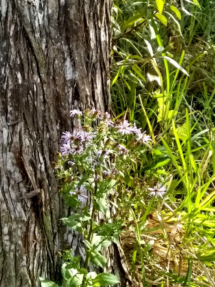 Elliott's aster (Symphyotrichum elliottii)