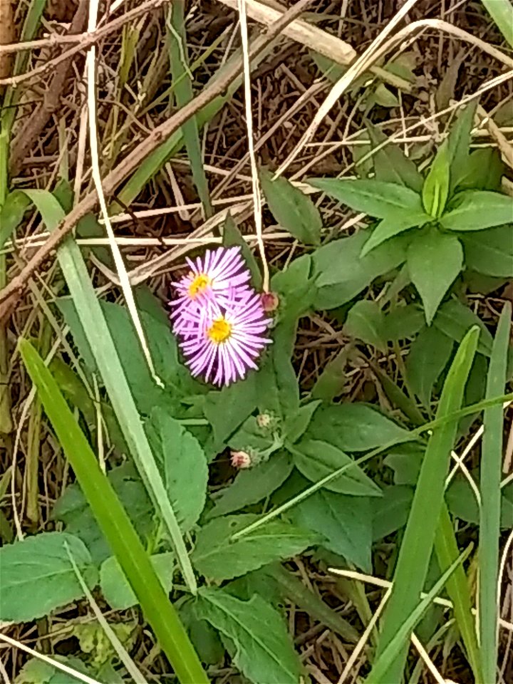 Elliott's aster (Symphyotrichum elliottii)