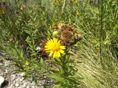 Bild von Inula spiraeifolia
Monte Brione, Italien