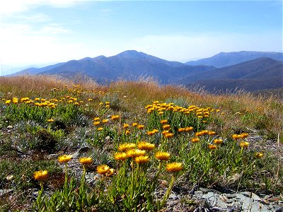 Everlastings on MtHotham Vic