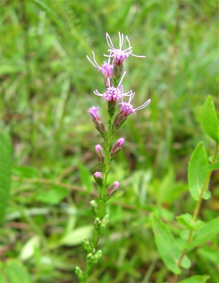 Liatris microcephala growing on sandstone cobblebar of Daddys Creek,  Catoosa Wildlife Management Area, Cumberland County, Tennessee.
