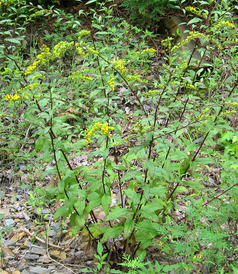 Solidago arguta, growing at roadside opening at the base of the Ocoee River gorge, Polk County, Tennessee.