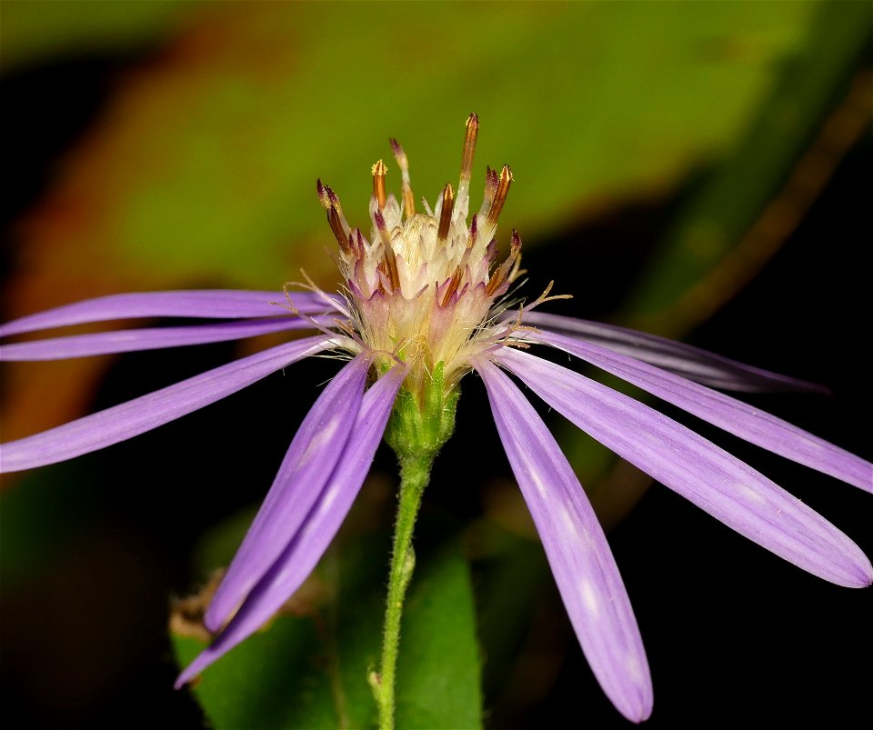 Thinleaf Late Purple Aster (Symphyotrichum phlogifolium)