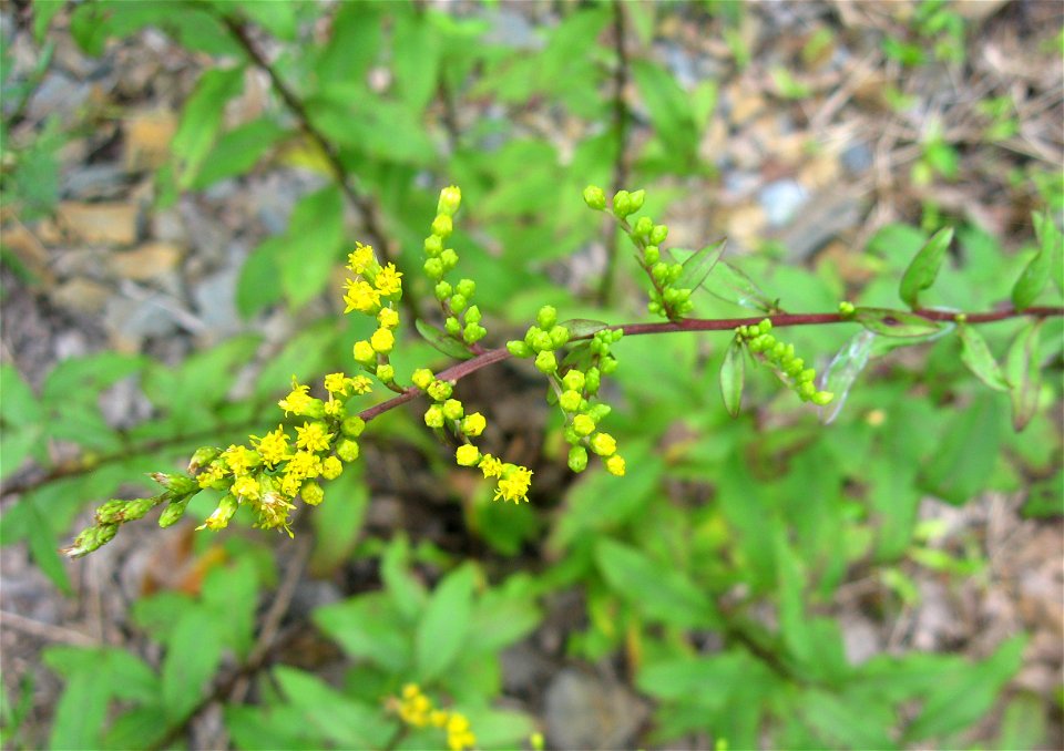 Solidago arguta, growing at roadside opeing at the base of the Ocoee River gorge, Polk County, Tennessee.
