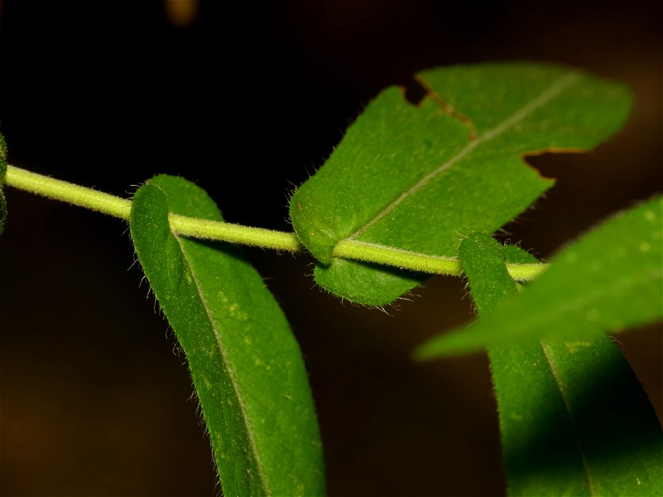 Thinleaf Late Purple Aster (Symphyotrichum phlogifolium)