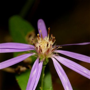 Thinleaf Late Purple Aster (Symphyotrichum phlogifolium)