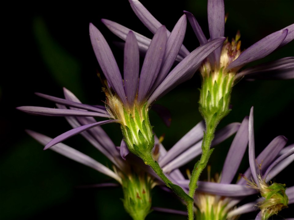 Thinleaf Late Purple Aster (Symphyotrichum phlogifolium)