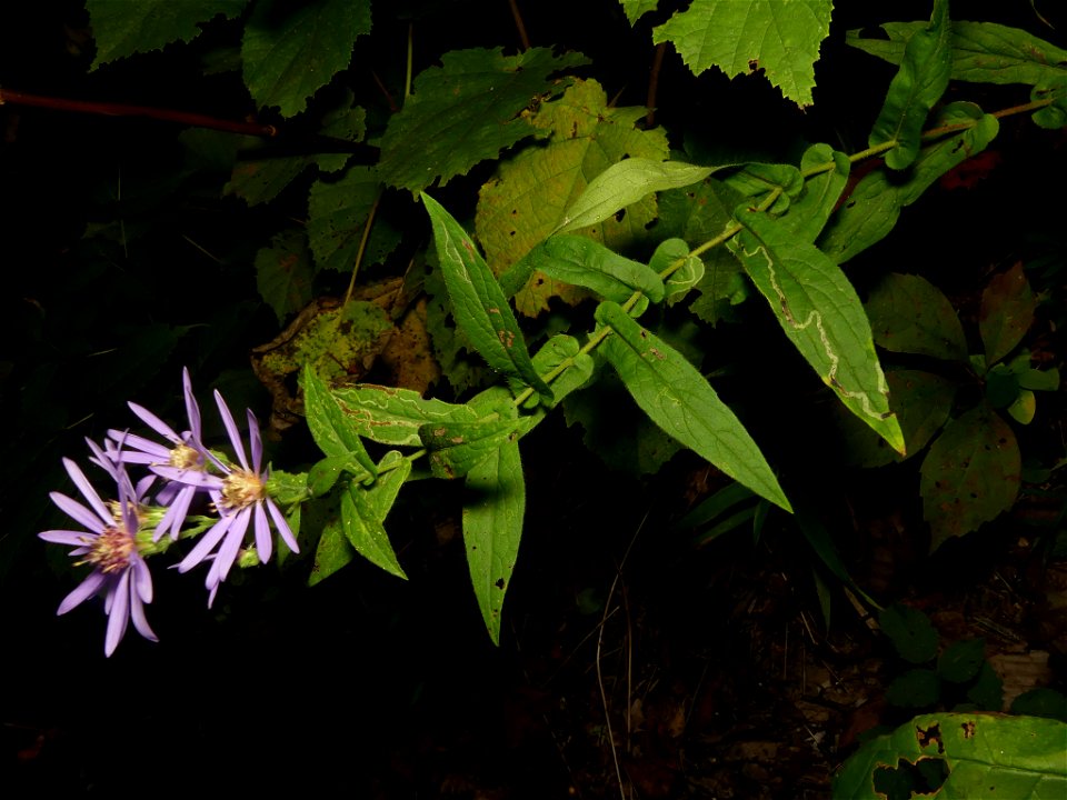 Thinleaf Late Purple Aster (Symphyotrichum phlogifolium)