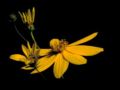 Coreopsis major - Dark close up of yellow flower.