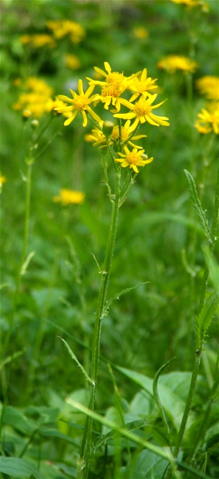 Prairie Groundsel (Packera plattensis) in bloom in Iowa City, Iowa, in late May.