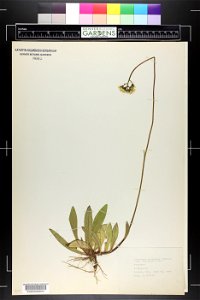 Hieracium praealtum photo