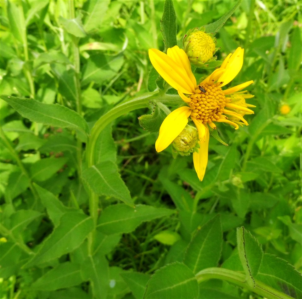 Verbesina helianthoides, limestone prairie and barren complex at Baker Prairie, Logan County, Kentucky.