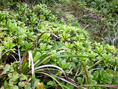 Scaevola glabra (yellow flowers) growing with Machaerina and Broussaisia and other plants near end of Poamoho trail, Oahu.