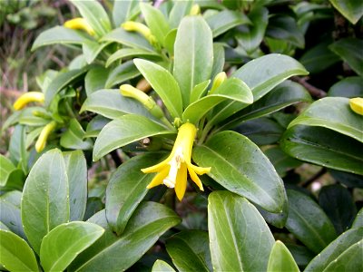 A close-up picture of a Scaevola Glabra plant in flower