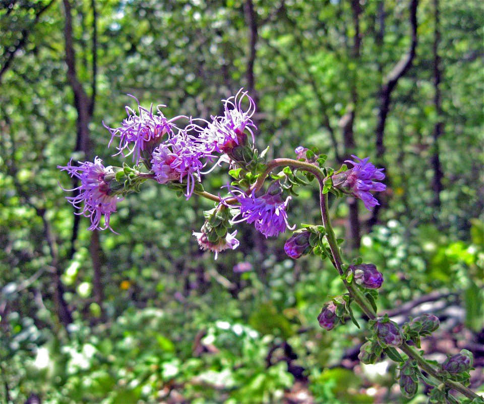 Liatris squarrulosa, dry limestone prairie, Johnson County, Illinois. photo