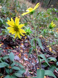 Silphium mohrii, May Prairie, a wet prairie in Coffee County, Tennessee
