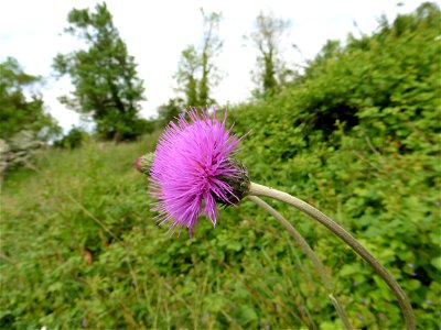 Cirsium tuberosum