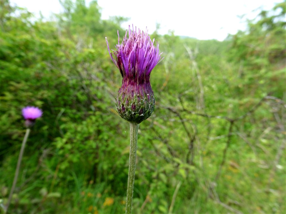 Cirsium tuberosum