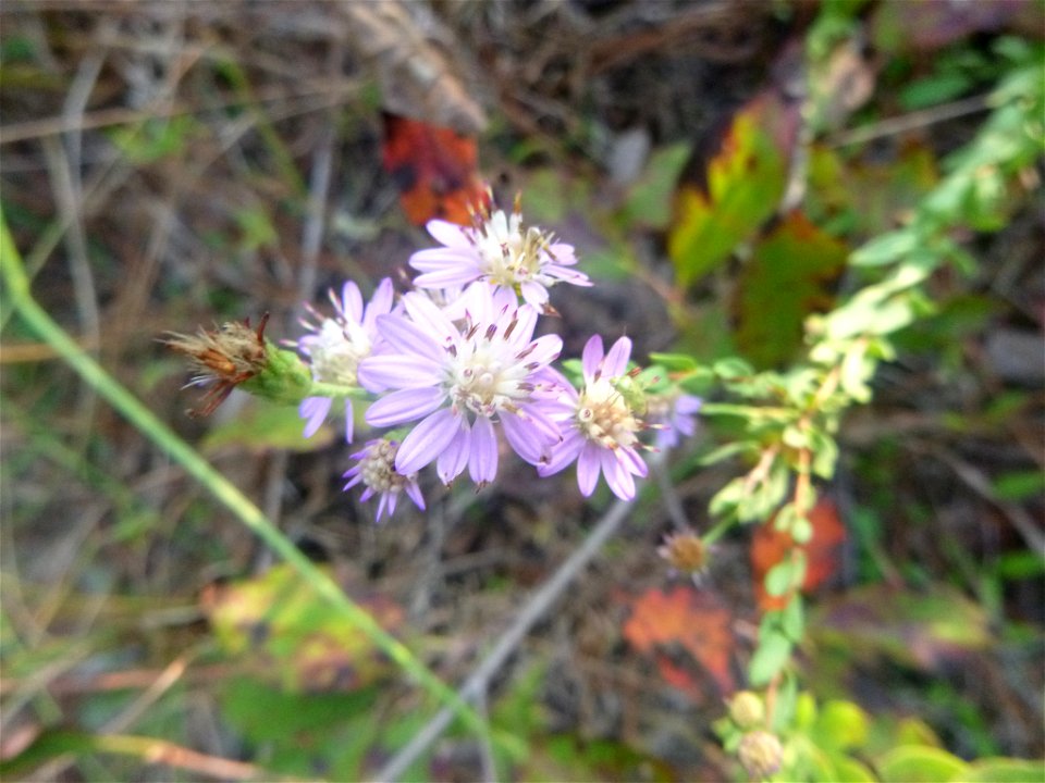 Eastern Silver Aster (Symphyotrichum concolor)