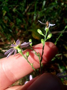 wavy-leaf aster (Symphyotrichum undulatum) photo