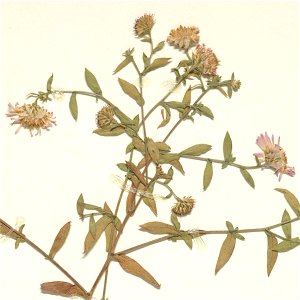 Symphyotrichum greatae herbarium specimen