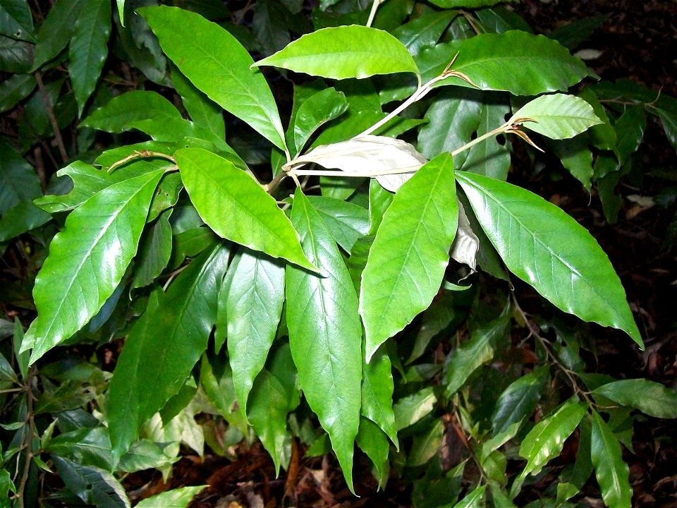 Argophyllum nullumense at Coffs Harbour Botanic Gardens, Australia