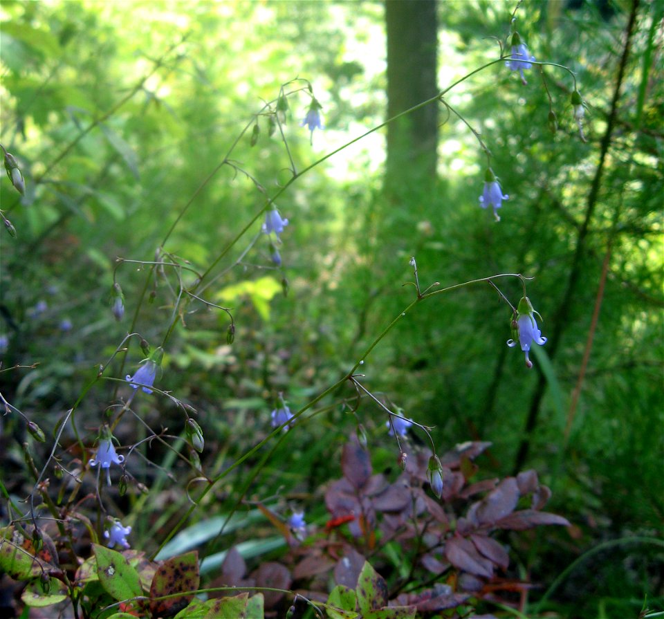 Campanula divaricata, dry exposed barren slope north of the Ocoee River, Polk County, Tennessee.