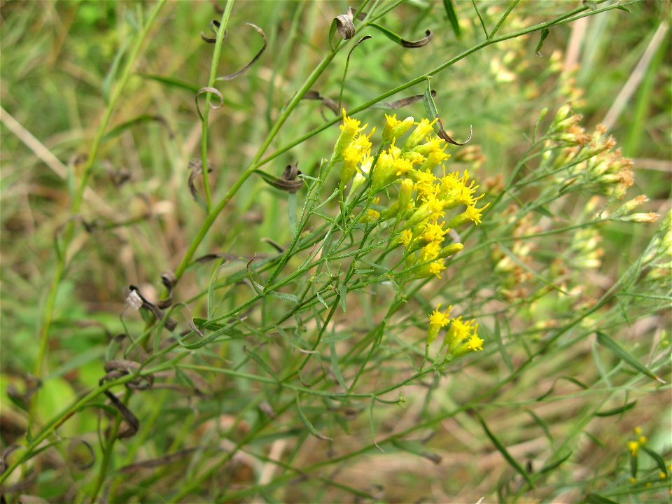 Euthamia gymnospermoides, May Prairie, a wet barren in Coffee County, Tennessee
