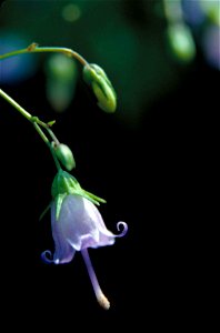 Image title: Southern harbell plant with flower like bulb campanula divaricata
Image from Public domain images website, http://www.public-domain-image.com/full-image/flora-plants-public-domain-images-