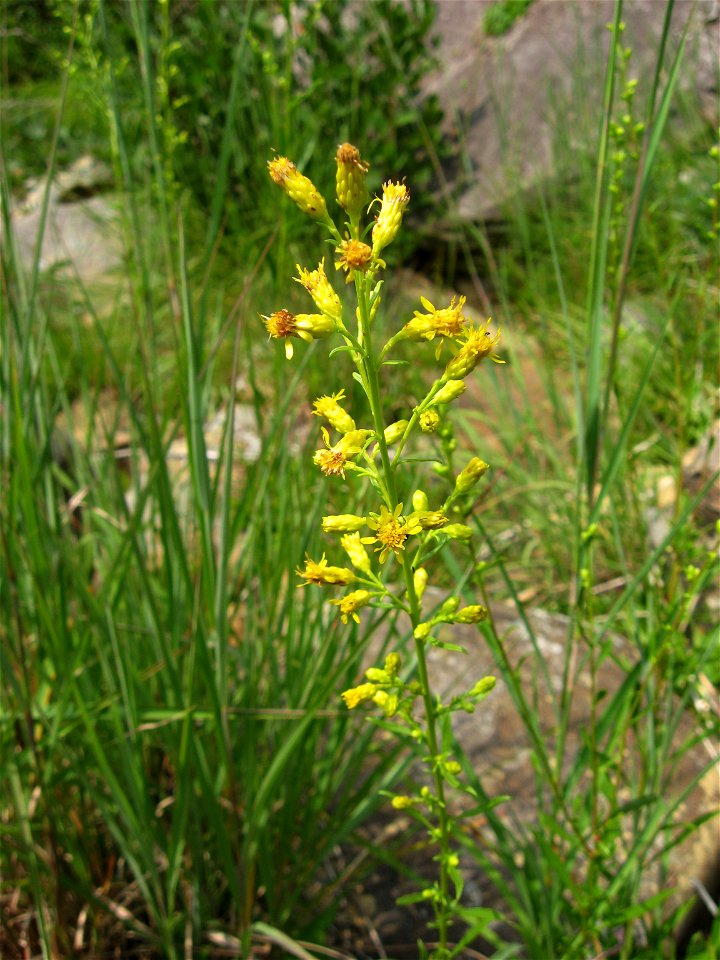 Solidago arenicola, in a rivercour bar on the Big South Fork of the Cumberland River, Scott County, Tennessee.