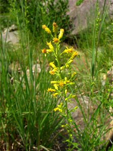 Solidago arenicola, in a rivercour bar on the Big South Fork of the Cumberland River, Scott County, Tennessee.